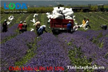 Tinh dầu hoa Oải Hương Bulgaria - Lavender - Nguyên chất