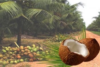 Dầu Dừa Ép Lạnh Nguyên chất (Coconut Oil)