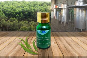 Tinh dầu Khuynh Diệp - nguyên chất - Bạch Đàn Eucalyptus essential oil